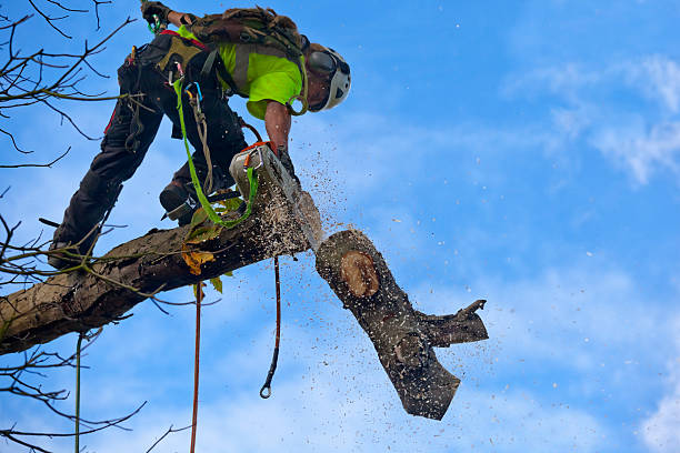 How Our Tree Care Process Works  in  Brewster, WA